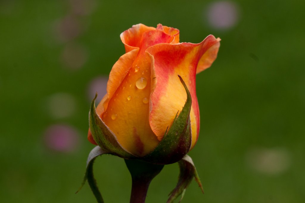 IMG_6256_c.jpg - Rosa Whisky Mac