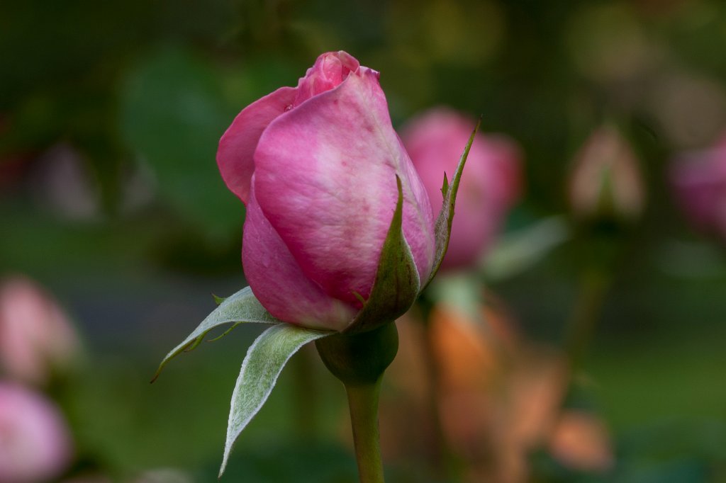 IMG_6268_c.jpg - Rose