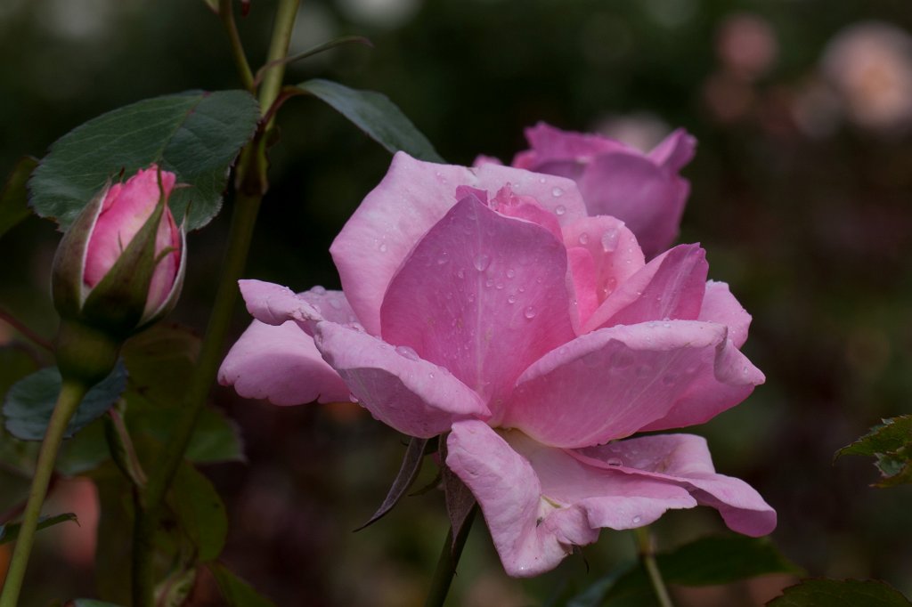 IMG_6269_c.jpg - Rose