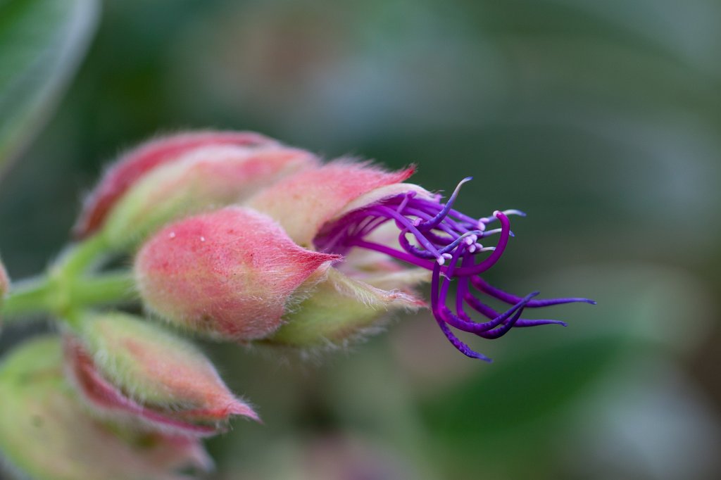 IMG_6292_c.jpg - Flower in the National Botanical Garden in Dublin