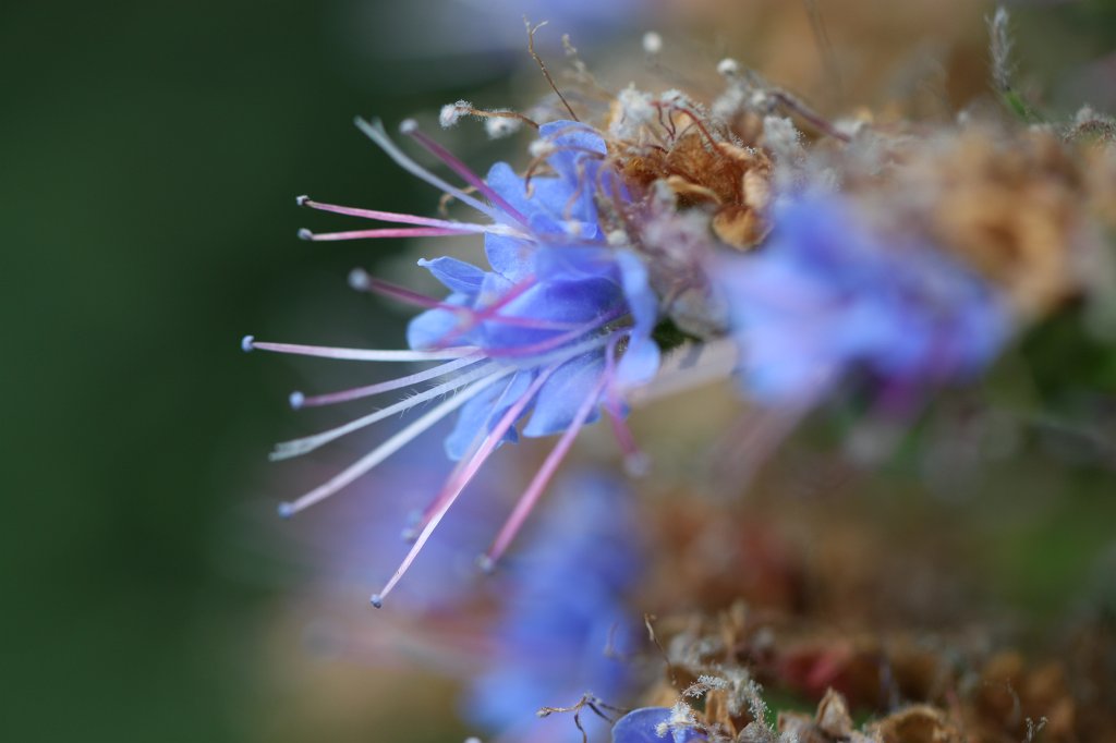 IMG_6314.JPG -  Echium webbii 