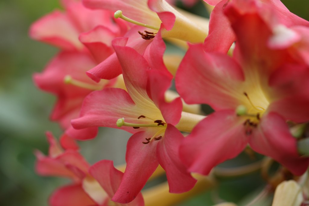 IMG_6328.JPG - Flower in the  National Botanic Gardens of Ireland 