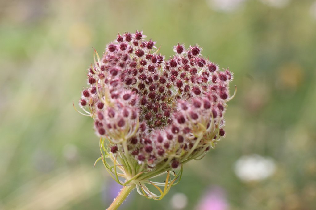 IMG_6363.JPG - Flower in the  National Botanic Gardens of Ireland 