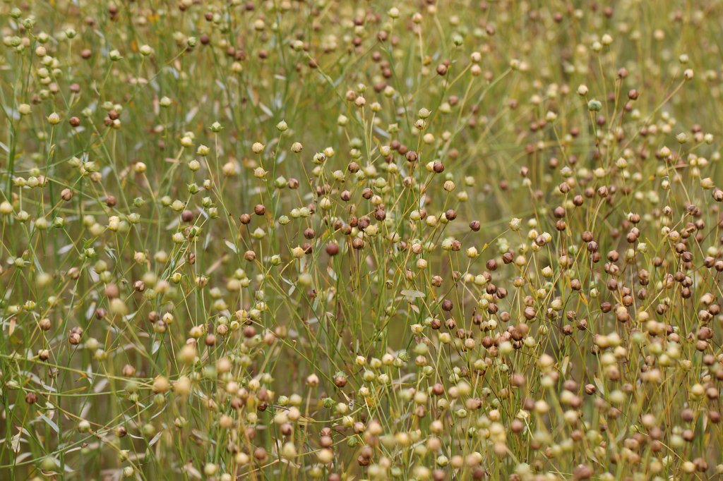 IMG_6396.JPG - Viking house and garden in the  National Botanic Gardens of Ireland 