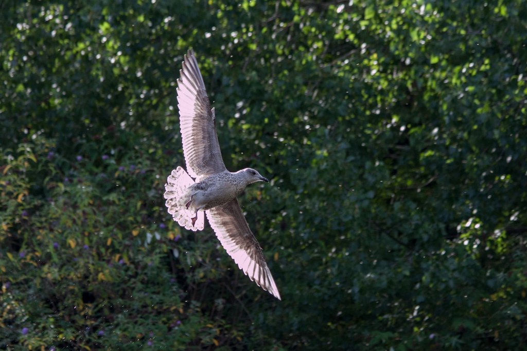 IMG_6583_c.jpg -  St Stephen's Green 