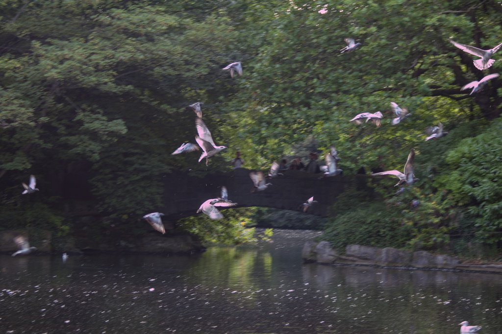 IMG_6590_c.jpg -  St Stephen's Green 