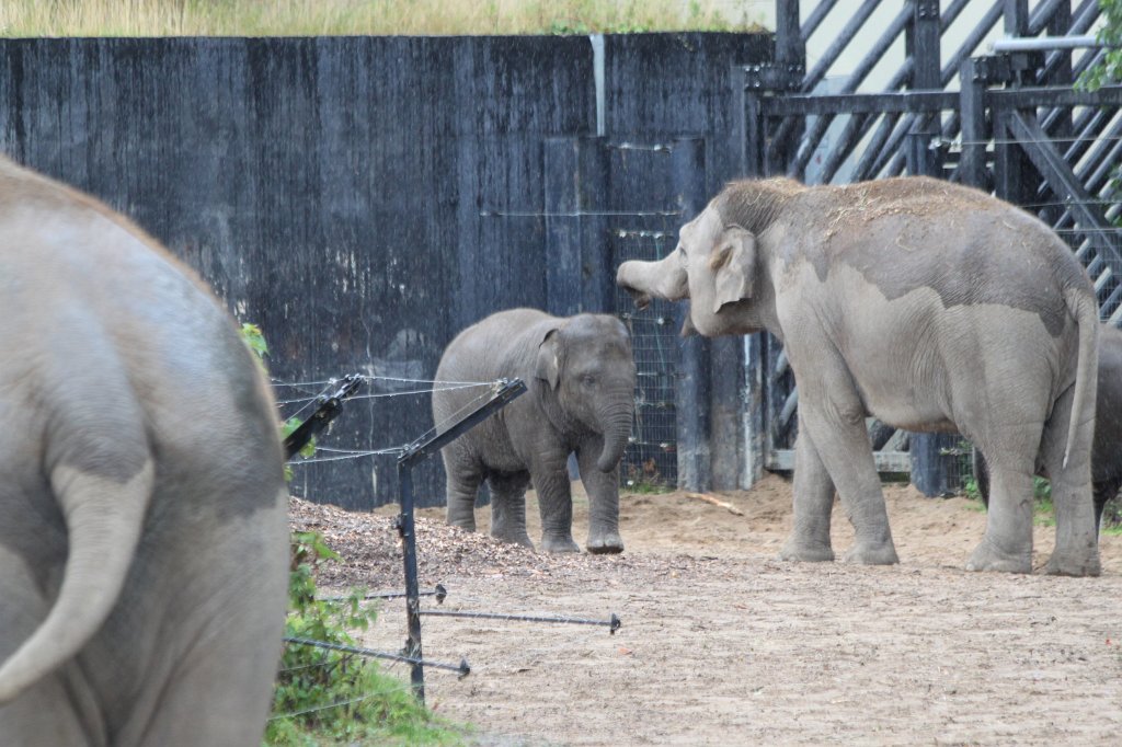IMG_6758.JPG -  Elephant  at  Dublin Zoo 