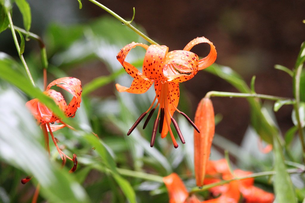 IMG_6761.JPG -  Turk's cap lily  at  Dublin Zoo 