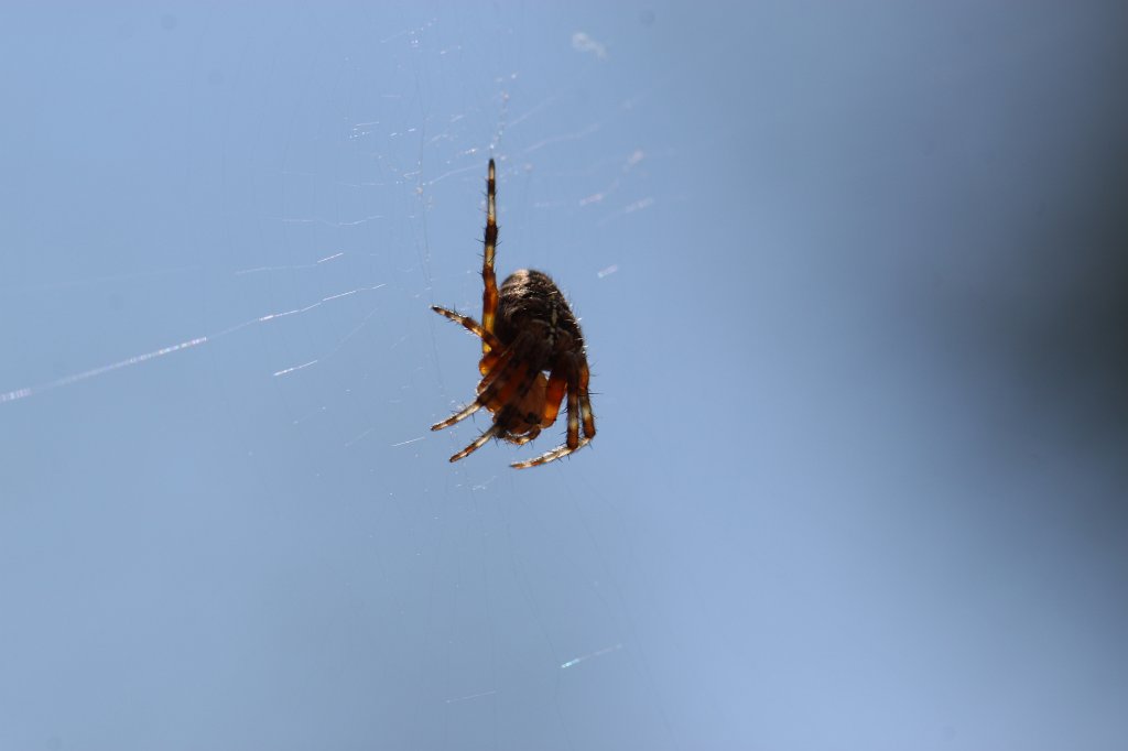 IMG_4125.JPG -  European garden spider  ( Gartenkreuzspinne )