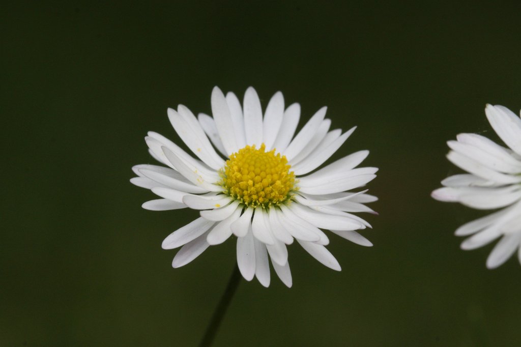 IMG_4129.JPG -  Bellis perennis  ( Gänseblümchen )