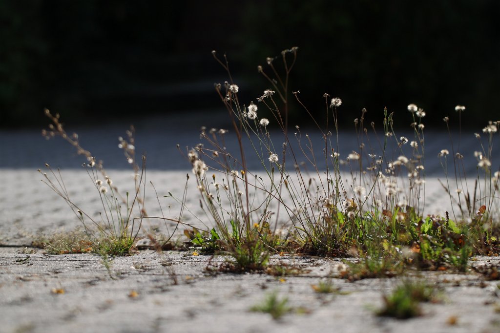 IMG_6828.JPG - Green street