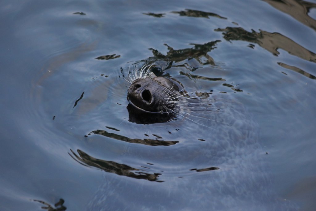 574A0053.JPG -  Seal  ( Seehund )