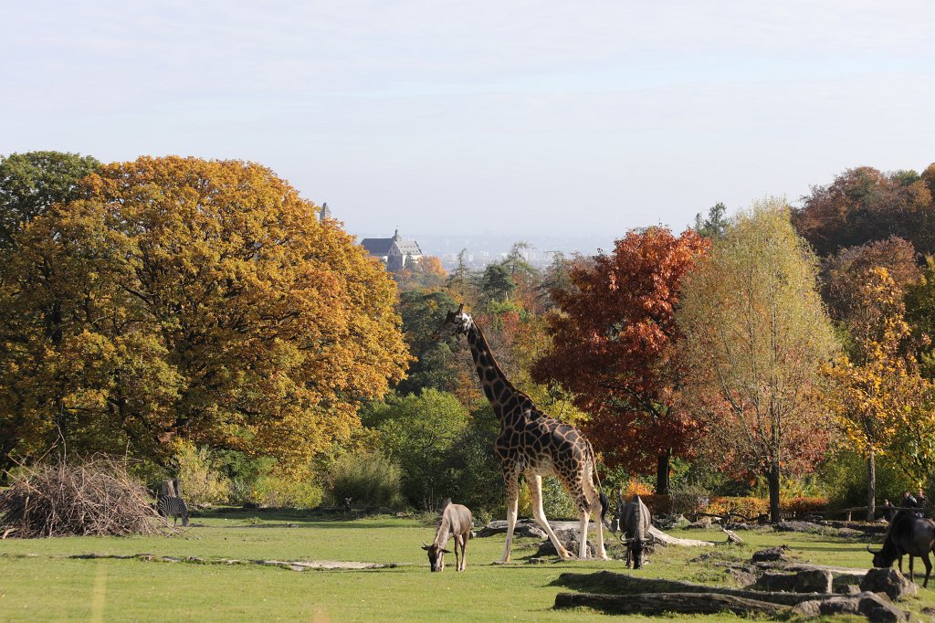 574A0183.JPG - Afrika-Savanne im  Opel-Zoo 