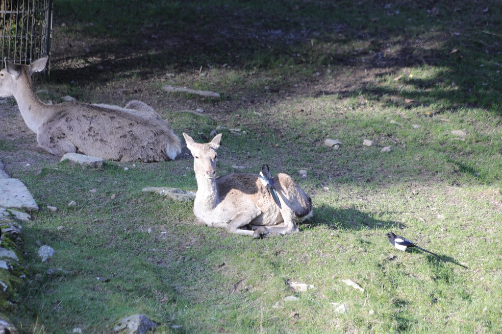 574A0210.JPG -  Bactrian deer  ( Bucharahirsch )