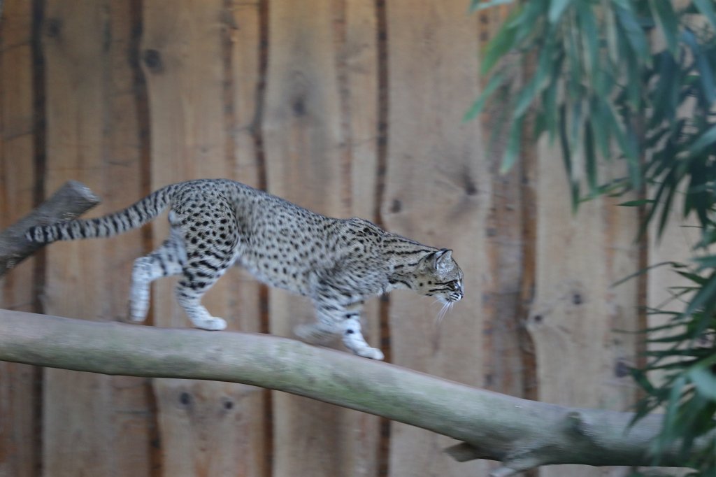 574A0249.JPG -  Geoffroy's cat  ( Kleinfleckkatze )