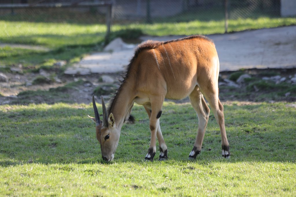 574A0291.JPG -  Eland  ( Elenantilope )
