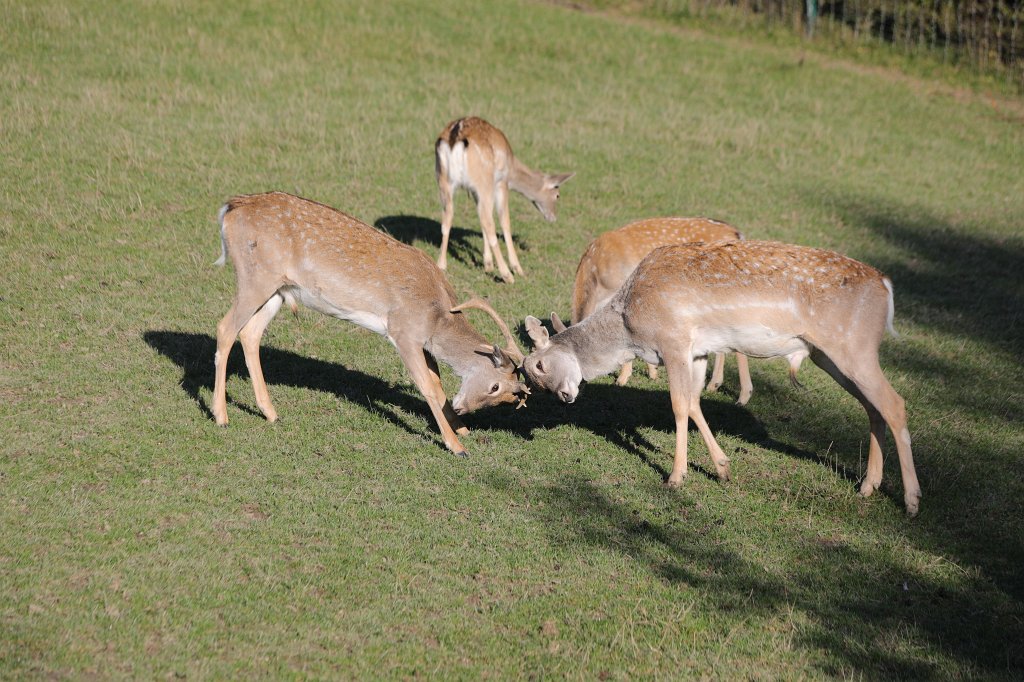 574A0306.JPG -  Persian fallow deer  ( Mesopotamische Damhirsch )