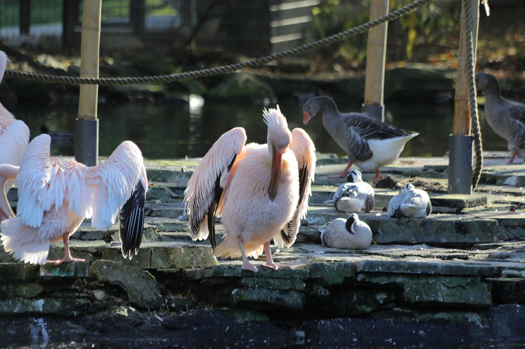 574A0333.JPG -  Great white pelican  ( Rosa Pelikan )