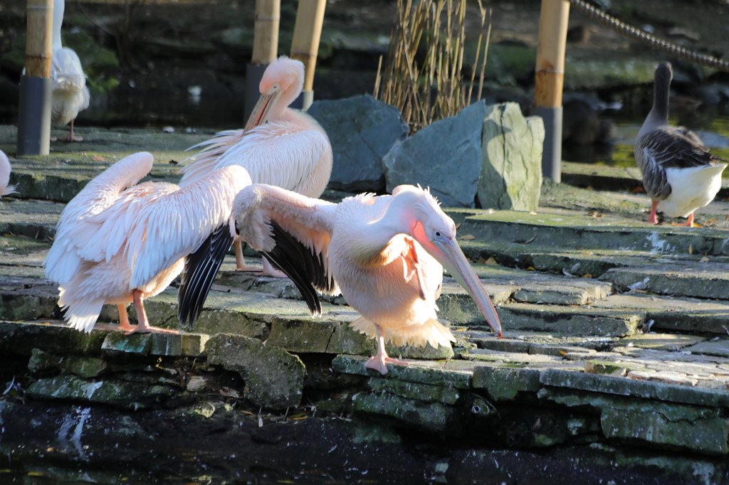 574A0334.JPG -  Great white pelican  ( Rosa Pelikan )