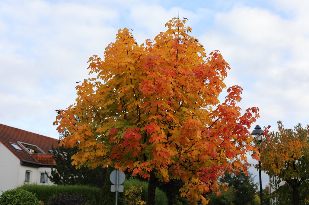 574A0002.JPG - Hebstlicher Baum auf der Wendeplatte