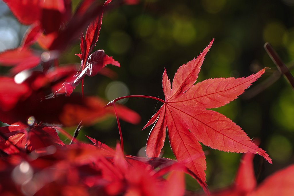 574A0147_c.jpg -  Japanese maple 