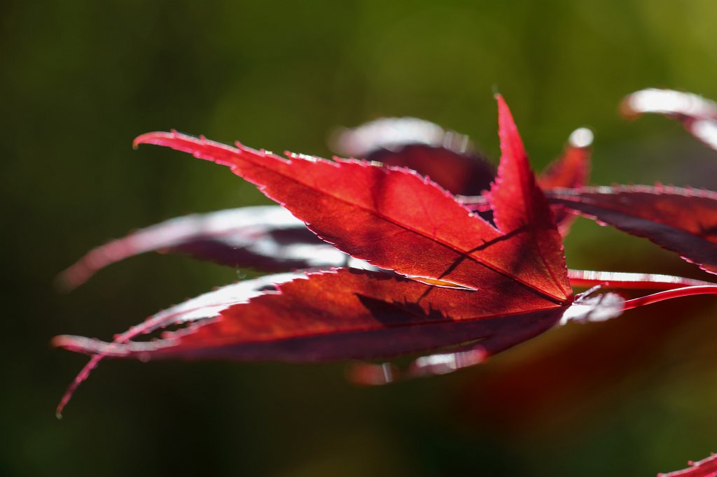 574A0149_c.jpg -  Japanese maple 