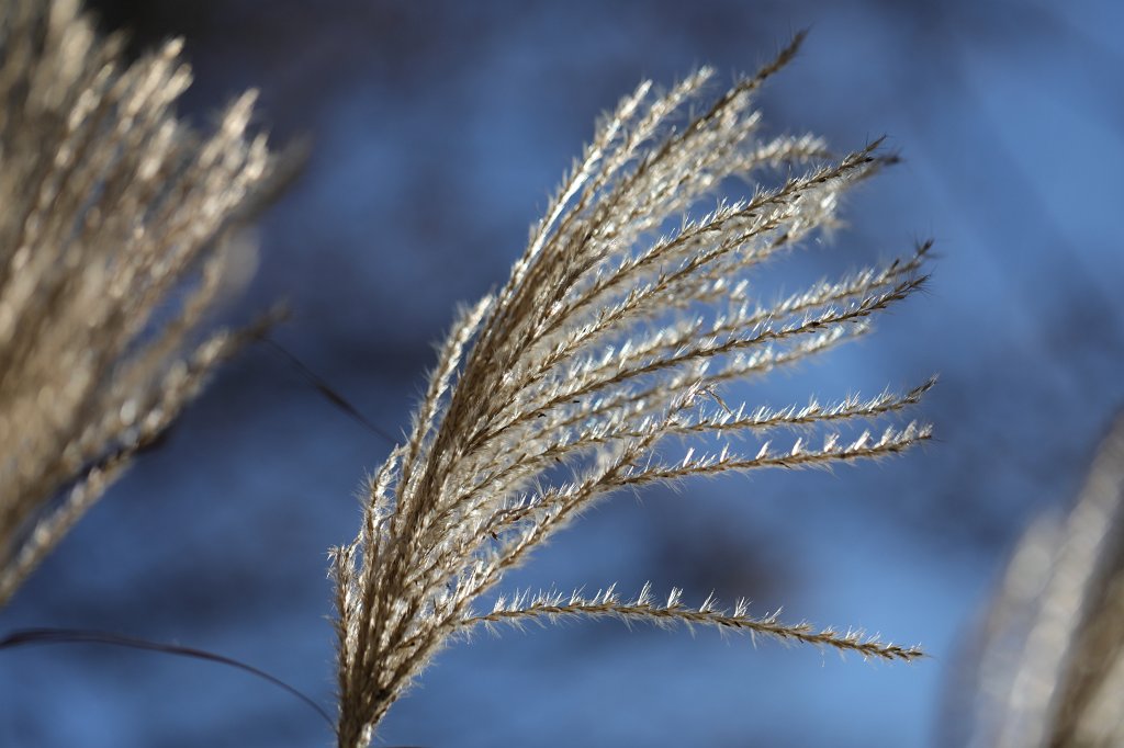 574A0494.JPG - Grass sunlit