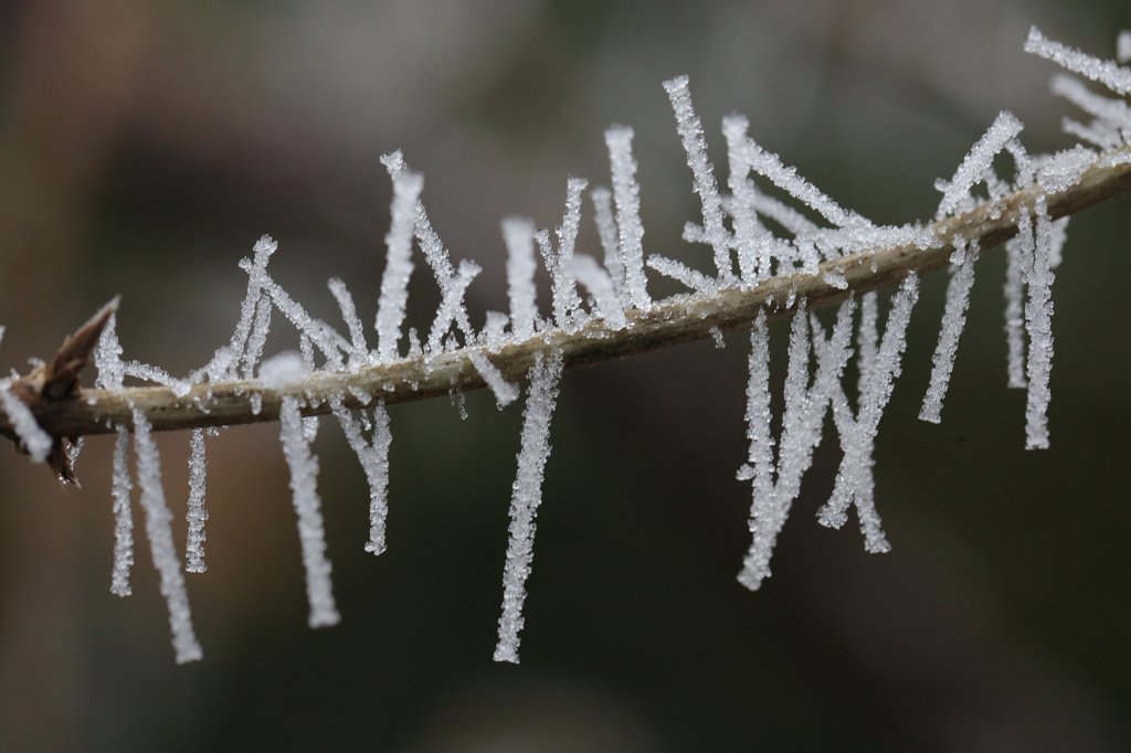 574A0503.JPG - Ice needles
