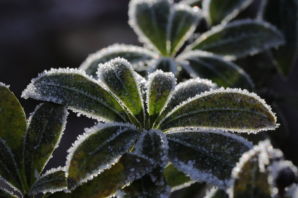 574A0821.JPG - Hoar frost