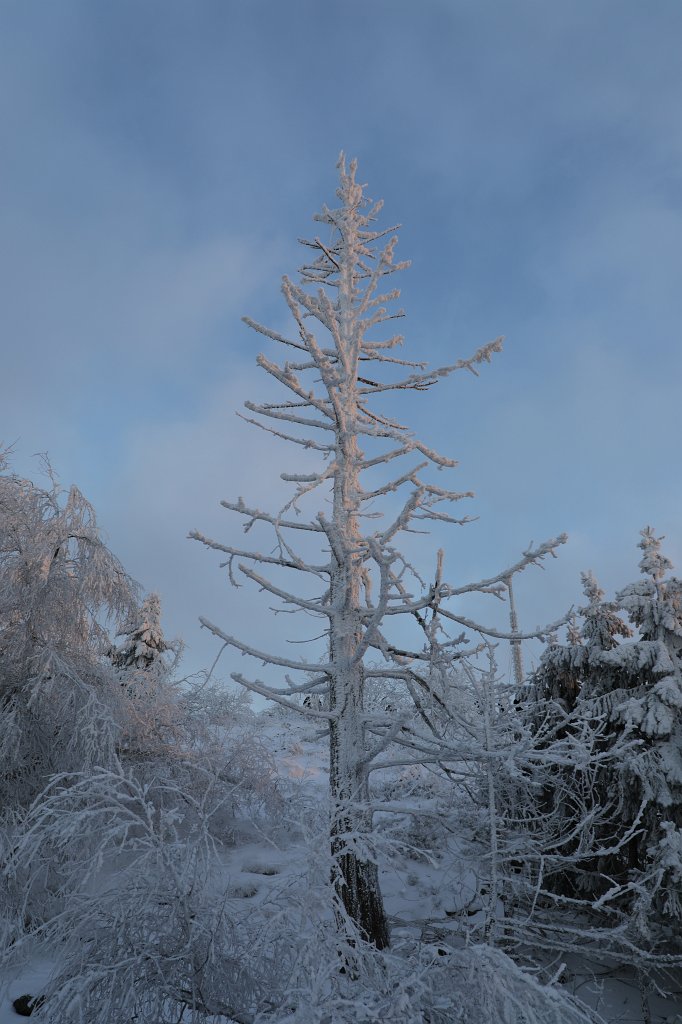 574A0869.JPG -  Feldberg  in Winter