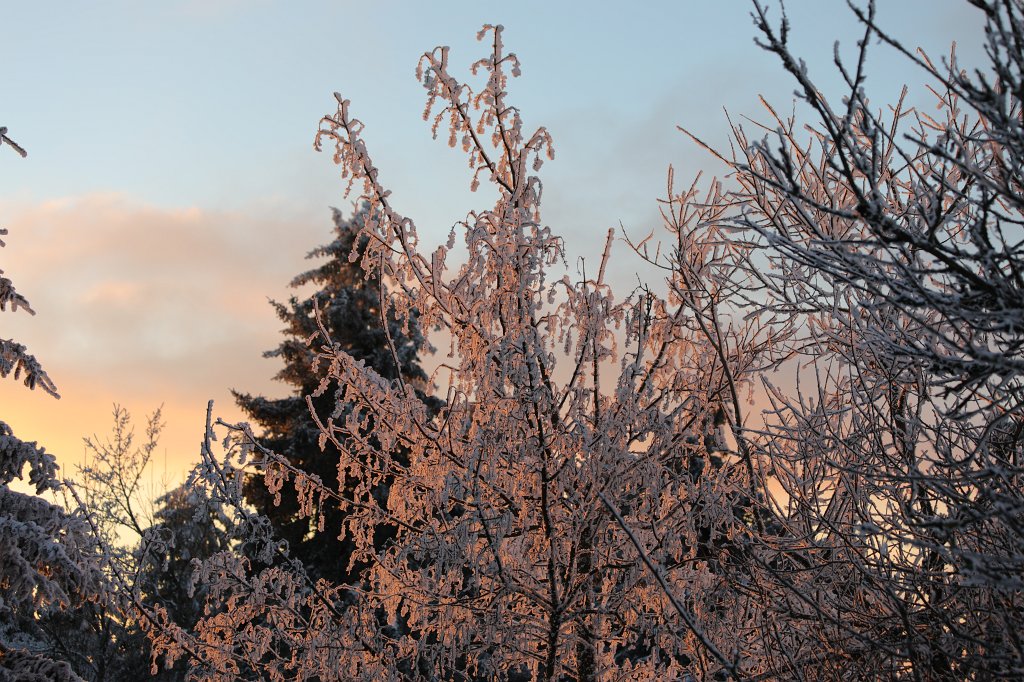 574A0900.JPG -  Feldberg  in Winter