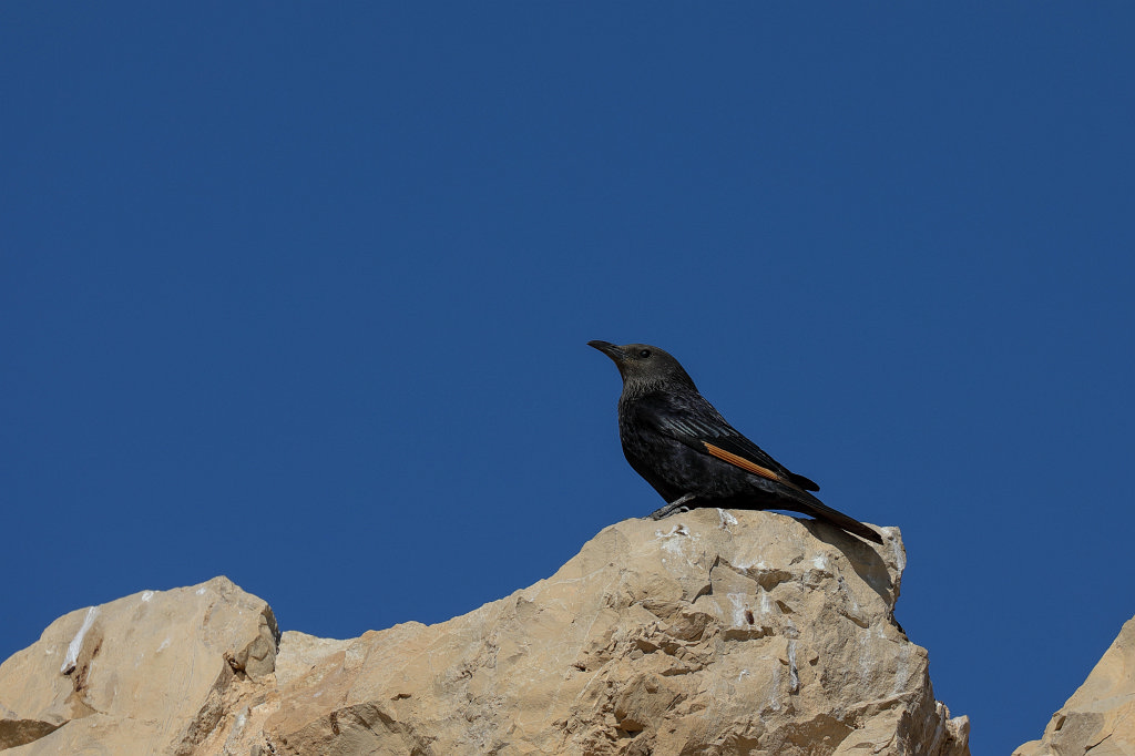 574A1386_c.jpg -  Tristram's starling 