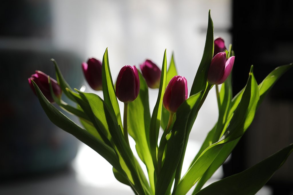 574A2533.JPG - Tulips