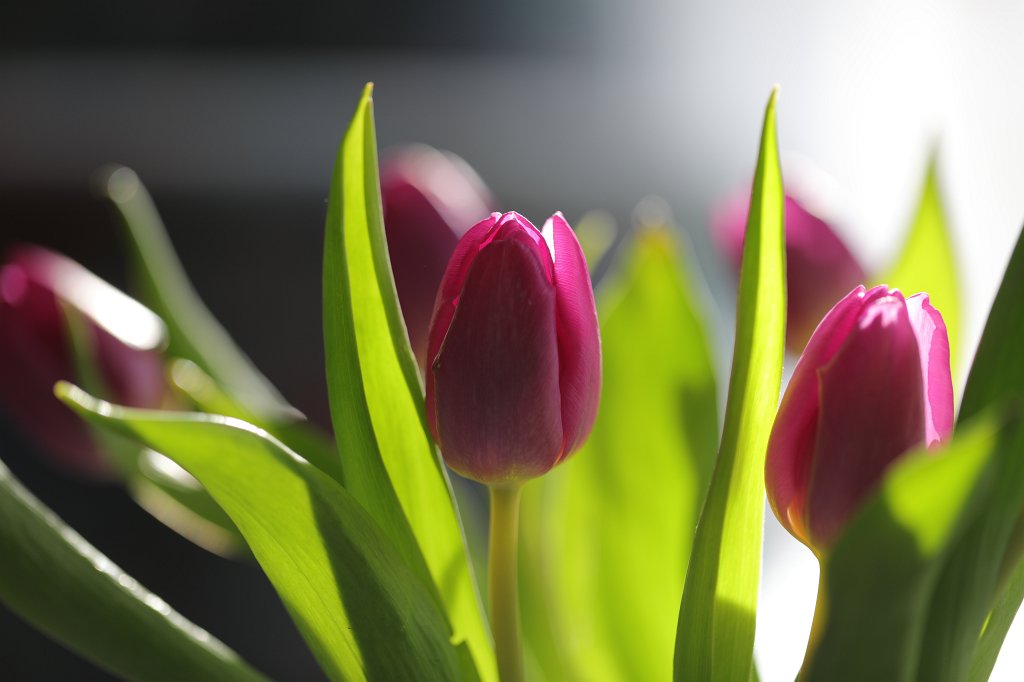 574A2535.JPG - Tulips