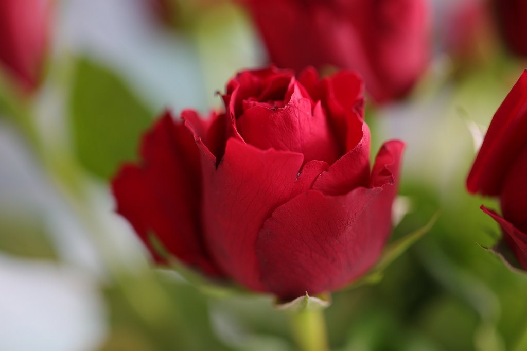 574A2574.JPG - Red Roses