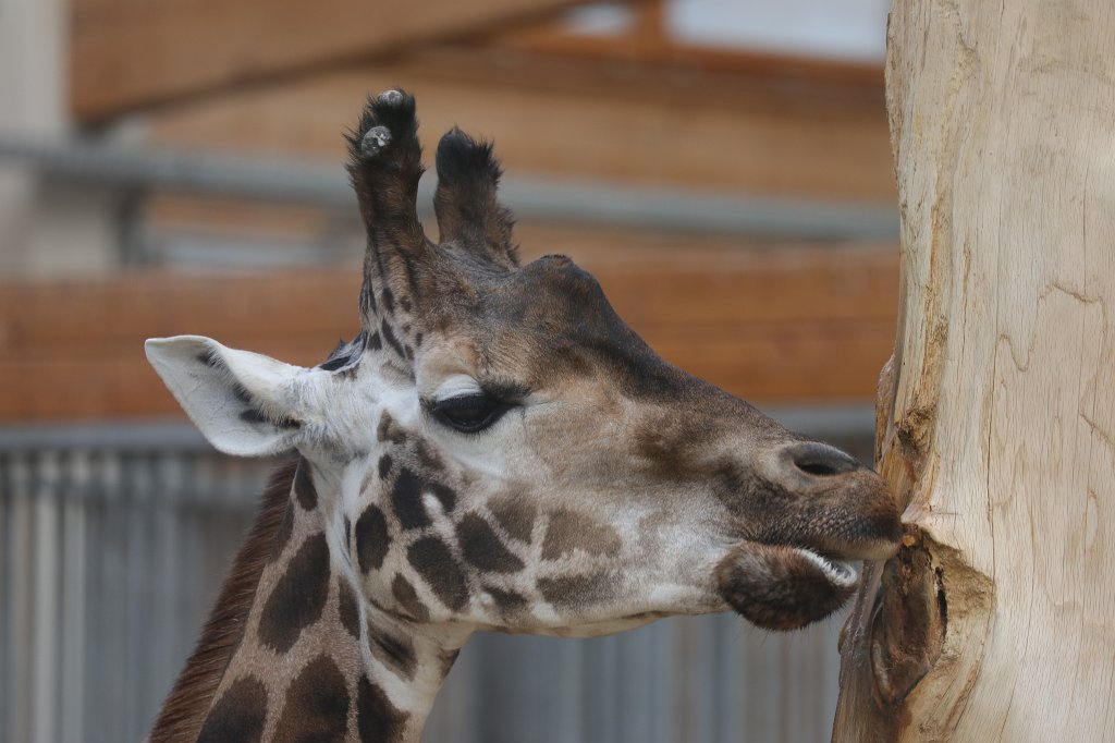 574A2595.JPG -  Rothschild's giraffe  (Rothschild- Giraffe )