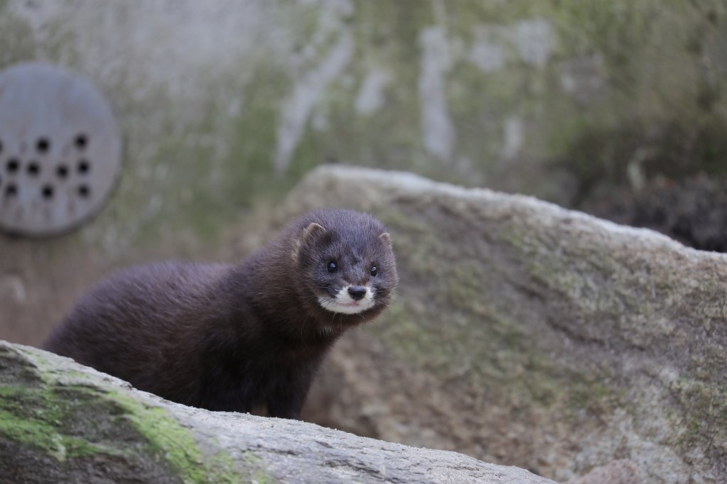 574A2635.JPG -  Eurasian lynx  ( Eurasischer Luchs )