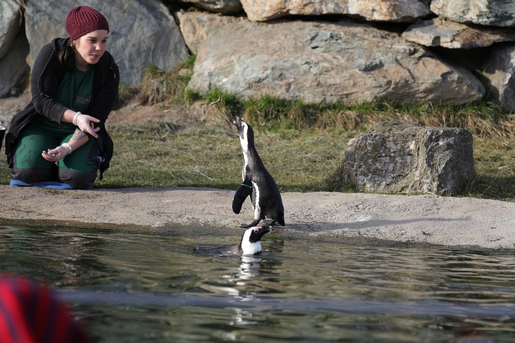 574A2851.JPG -  African penguin  ( Brillenpinguin )