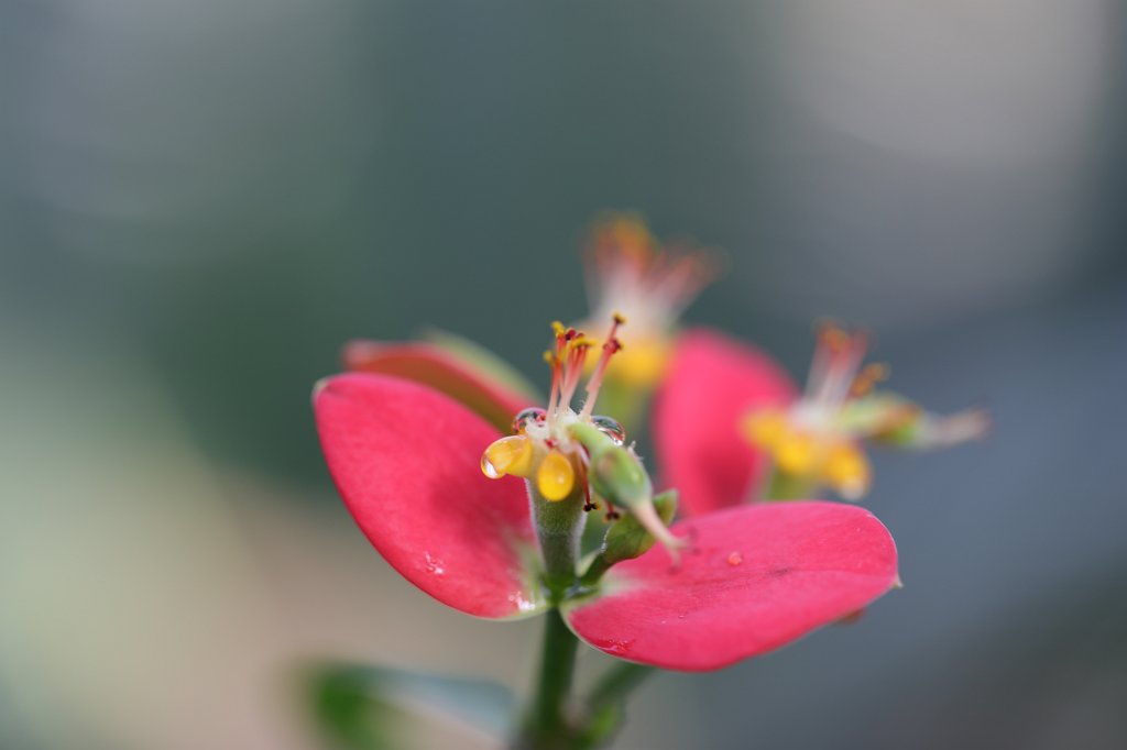 574A2965.JPG - Flower in the  Palmengarten  in  Frankfurt 