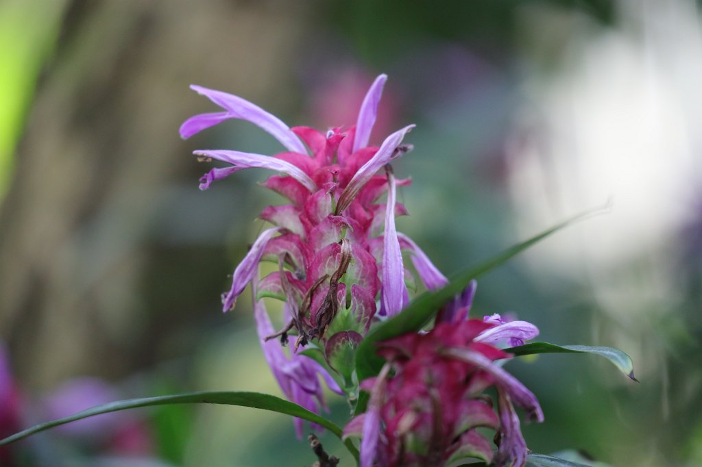 574A2968.JPG -  Justicia  scheidweileri