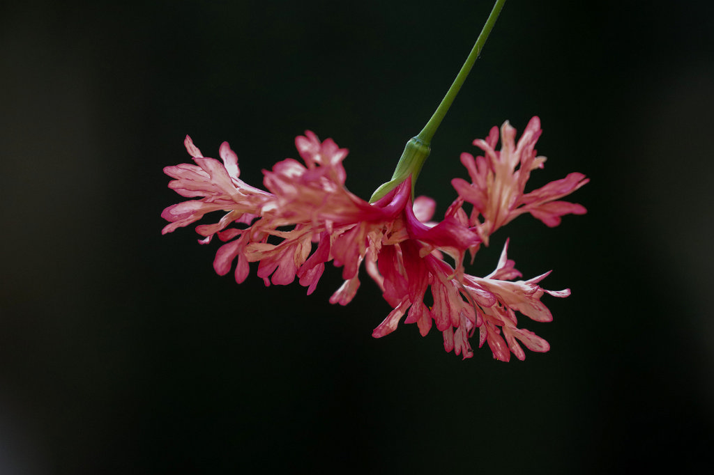 574A2977_c1.jpg -  Hibiscus schizopetalus  (Koralleneibisch)