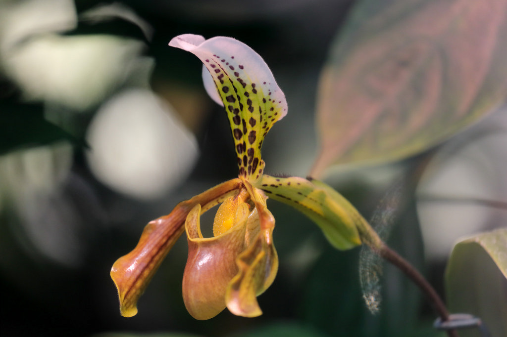 574A2980_c.jpg -  Paphiopedilum gratrixianum  ( Venusschuh )