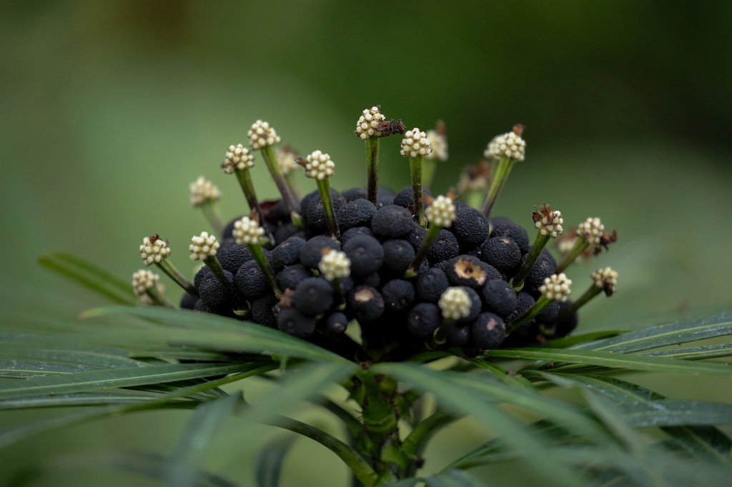 574A2981_c.jpg - Flower in the  Palmengarten  in  Frankfurt 
