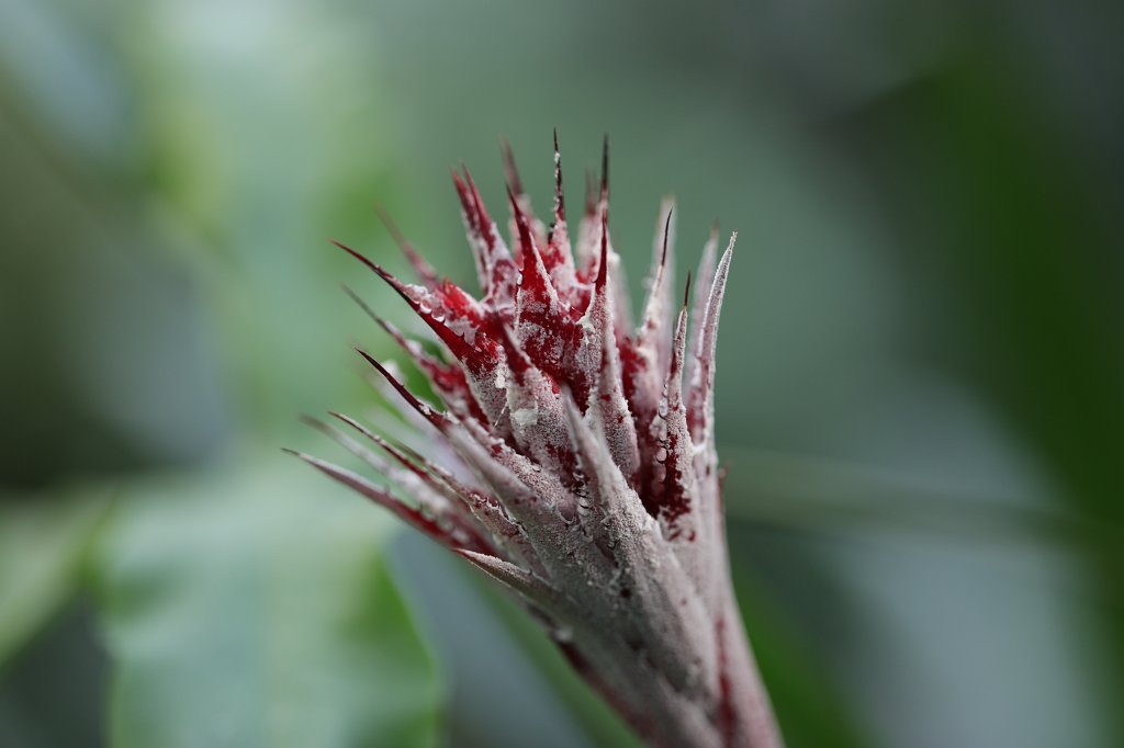 574A2993.JPG - Flower in the  Palmengarten  in  Frankfurt 