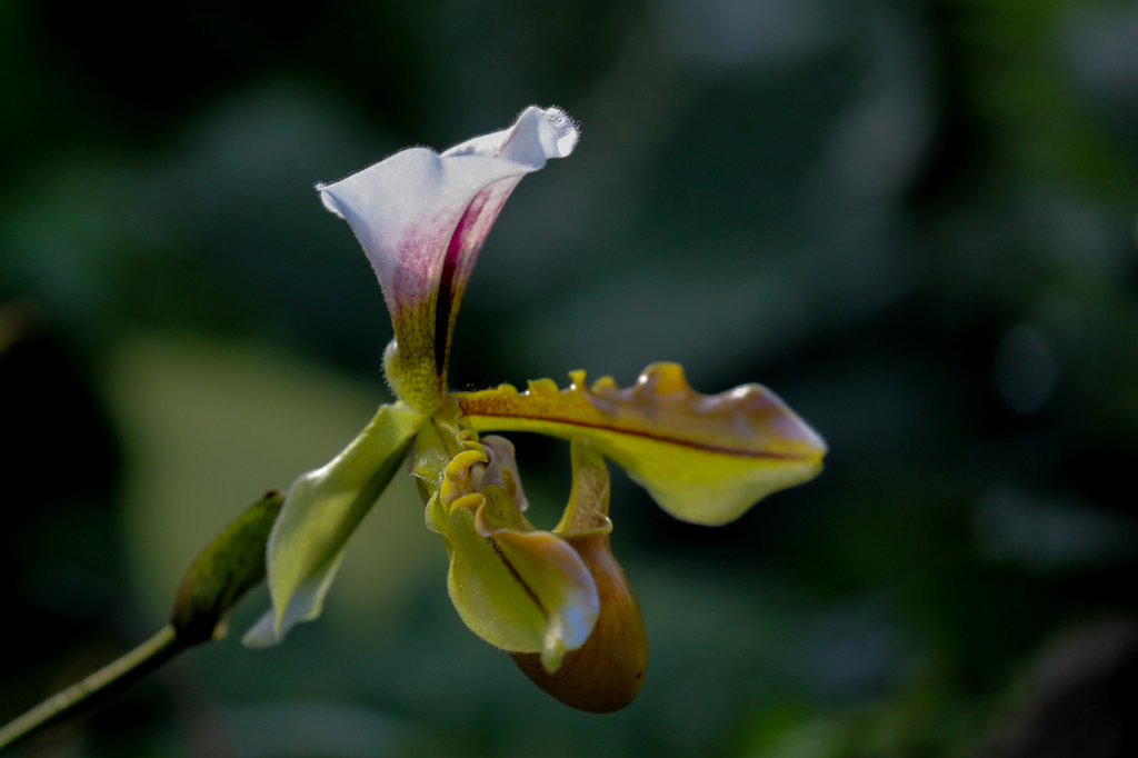 574A3005_c.jpg -  Paphiopedilum gratrixianum  ( Venusschuh )