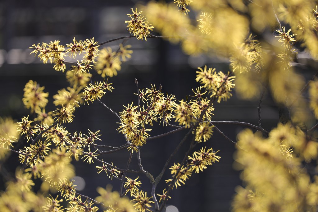 574A3024.JPG -  Chinese witch hazel  ( Chinesische Zaubernuss )