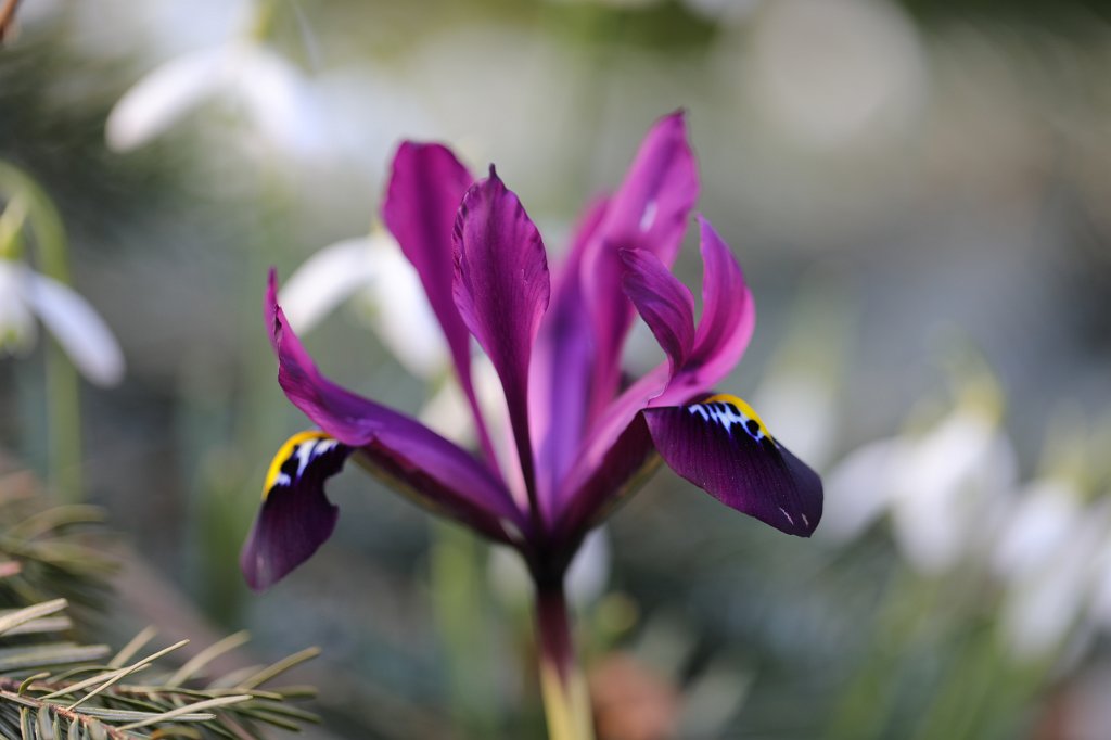 574A3031.JPG -  Iris  ( Schwertlilie )