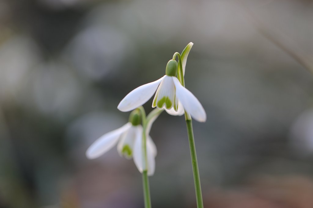 574A3035.JPG -  Snowdrop  ( Schneeglöckchen )