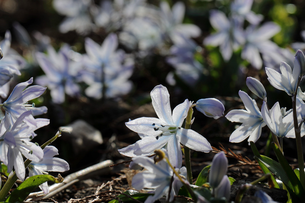 574A3040_c.jpg -  Sternhyazinthe 