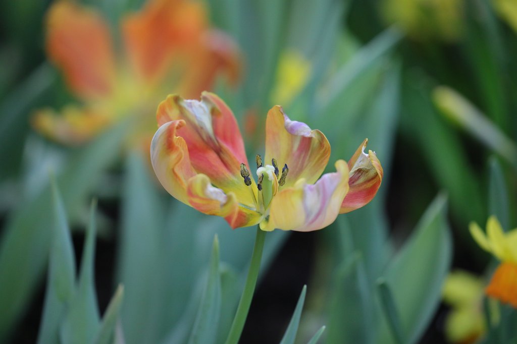 574A3057.JPG -  Tulip  ( Tulpe )